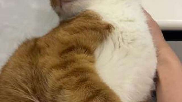 人 秋天来了咪要一天吃两根猫条可以嘛