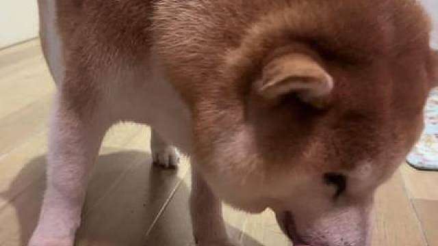 狗狗祟祟的，偷感很重……