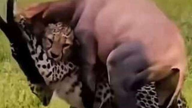 厉害的羚羊太猛了