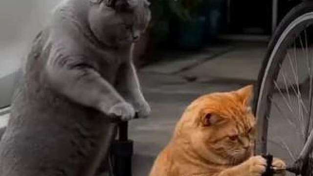 浙大富秒表黑猫警长