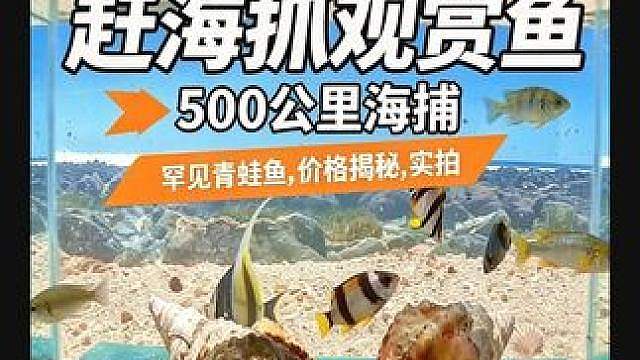 赶海不要只看渔获能不能吃，拿回家养在鱼缸当观赏鱼它不香吗？