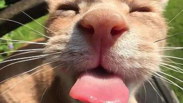 猫猫我有的是力气