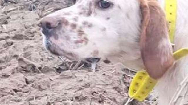 8斤重的一只野兔被猎狗们给包围了