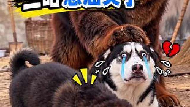 二哈欺负小藏獒，小藏獒带着妈妈来报仇