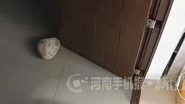 性格挺温顺，脾气有点大