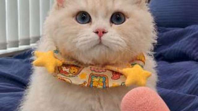 猫咪上床会不会很脏？