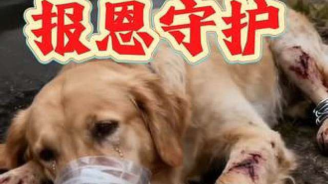 小哥救狗，狗狗报恩守护 好心小哥救助被困住的狗狗，小狗报恩守护