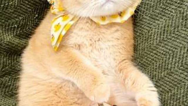 你们想要一只会招财的小猫吗？