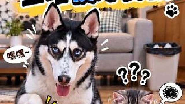 二哈比赛时耍赖，居然把小猫咪扔垃圾桶