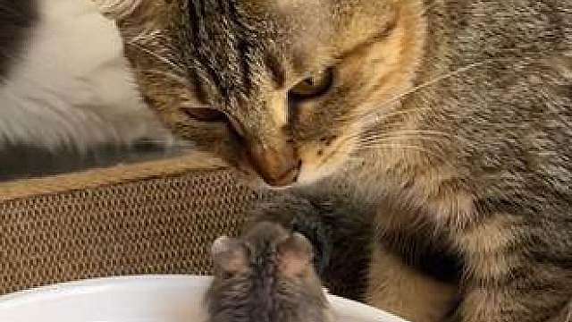 猫不吃肉怎么办啊？