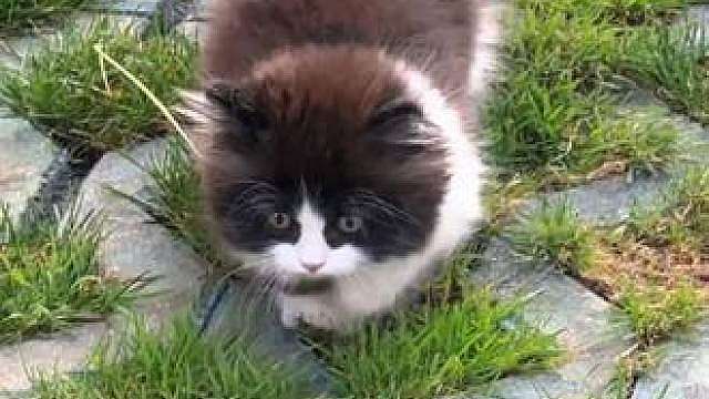 猫：这家没我迟早得散！！