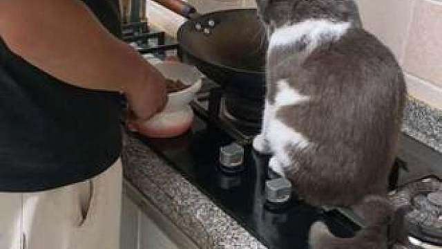 :咪不饿，咪喝点水就行了……