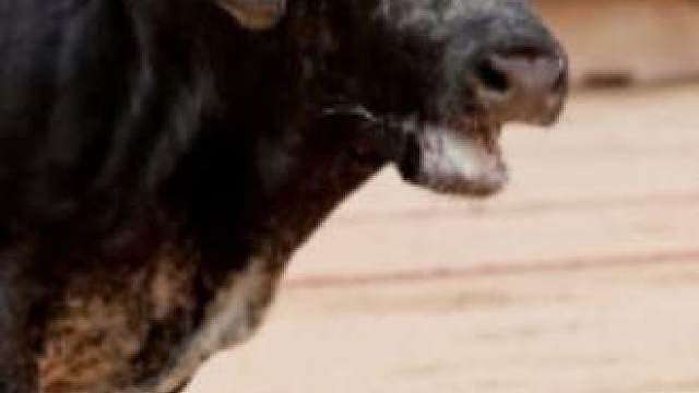 这牛要不要换？？你们给个说法。。