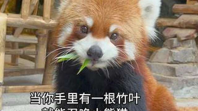 当你有一根竹叶就可以召唤小熊猫