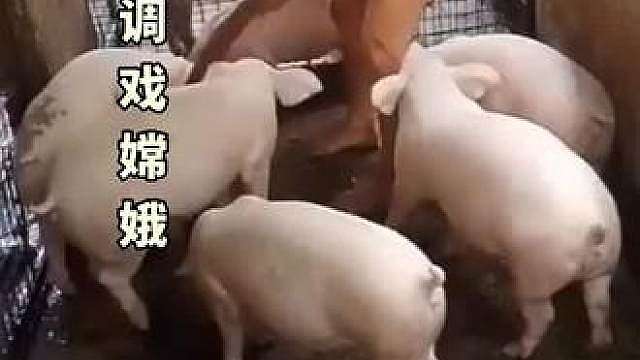 猪的奇葩行为
