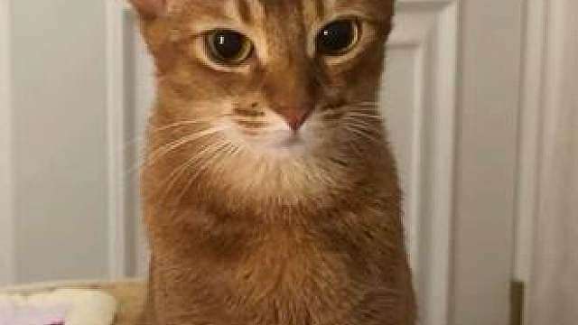 《养聪明猫的坏处》