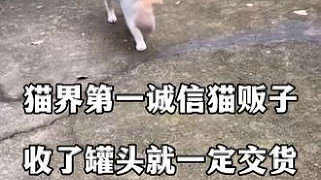 猫界第一诚信猫贩子，收了罐头后必交货