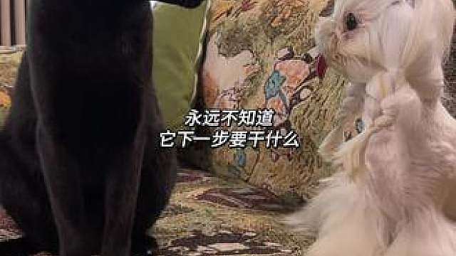 哥俩感情好