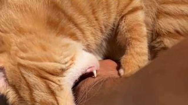 不要轻易掏猫猫的小肚肚
