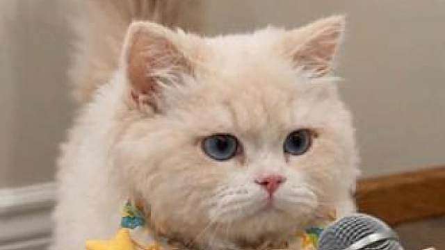小猫咪的尾巴会说话