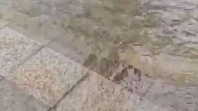 天呐！没想到这么多人问猫粮，我们家猫吃的是映鹿能量圈猫粮，营养高适口性也比较好，挺长肉发腮的，感兴趣的话可以网上搜一下，我这不卖