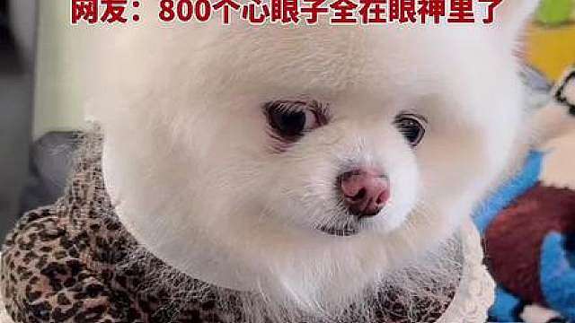 网友：800个心眼子全在眼神里了！