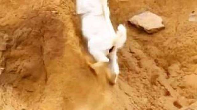 雪豹捕猎岩羊，没想到岩羊如此强