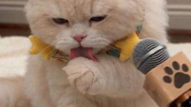 小猫咪为什么每天都要舔毛？