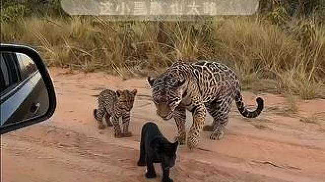 动物有趣生活瞬间
