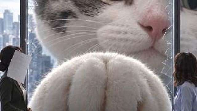 我家猫来接我下班啦！！我麻溜的滚