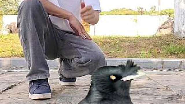 小黑太黑了