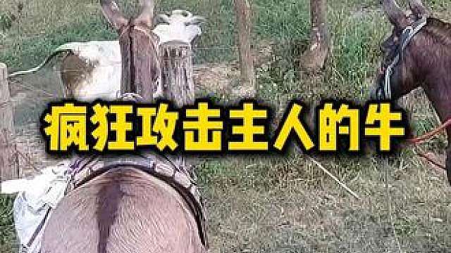疯狂攻击主人的牛，这场面太搞笑了