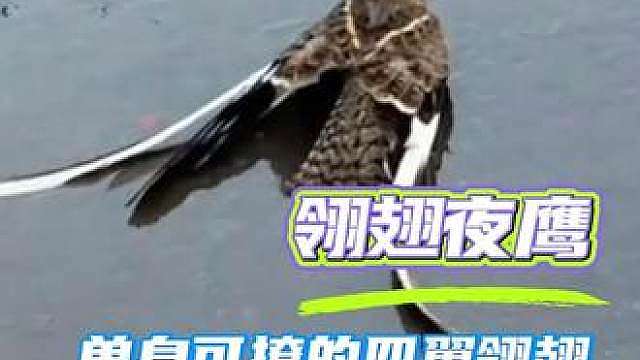 翎翅夜鹰：恋爱前举旗炫耀，恋爱后直接断舍离