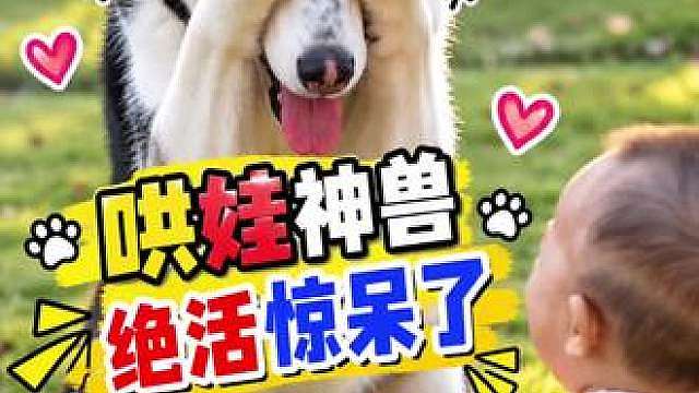 二哈哄娃有绝招，捂眼躲猫猫逗得宝宝哈哈笑