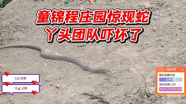 童锦程庄园惊现蛇！丫头团队吓坏了