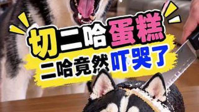 主人切二哈蛋糕，二哈的反应笑死人…