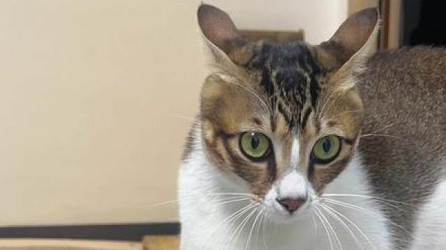 猫咪心理学上的微动作