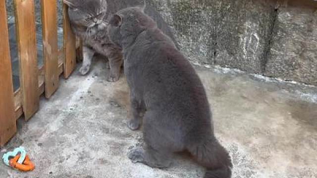 蓝胖子都是狠角色