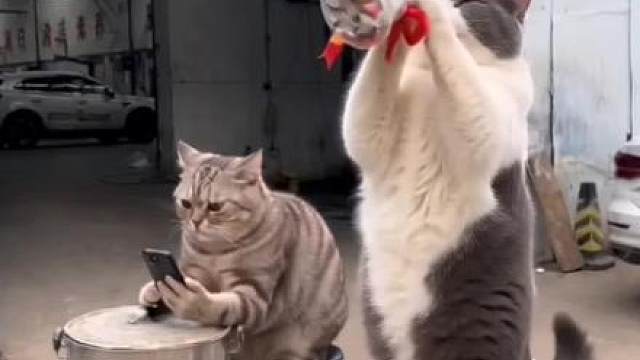来整活啦 偷懒的小猫咪可是会挨揍的哦