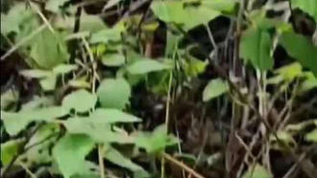 莱卡的口还是很强悍