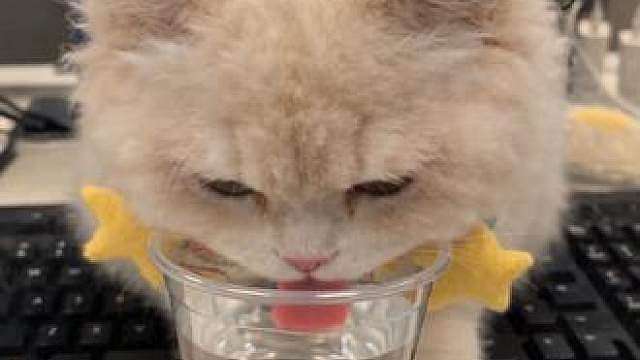 猫猫为啥老是喝主人杯子里面的水？