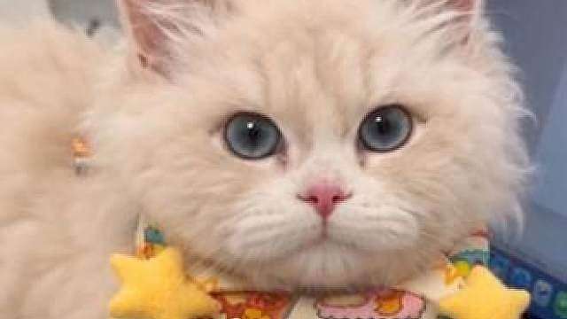 小猫咪为什么总在人工作的时候趴键盘？