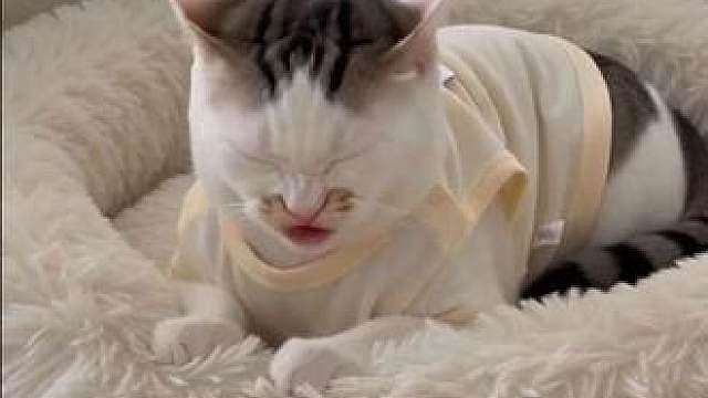 小猫的两副面孔 两百个心眼子全用妈妈身上了 拆家的猫你丢不丢 我家猫拆家了之后还会哄你开心 dou上热门