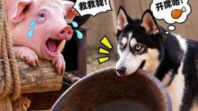 待宰猪猪像二哈求救，二哈的反应笑死人了