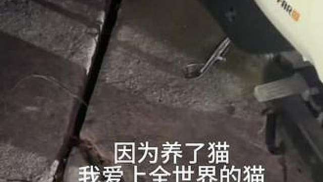 因为养了猫，我爱上了全世界的猫，看到路上的流浪猫，心里特别难过