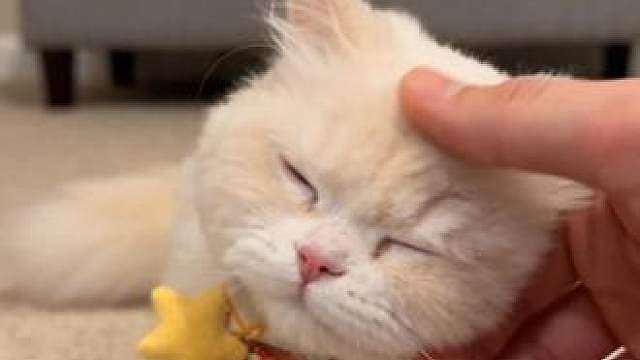 小猫咪的行为如何解读？