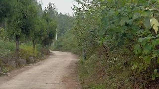 被遗忘的乡间小道