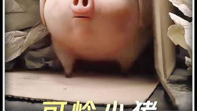 可怜的小猪只是睡了一觉，不料却意外跟主人走散
