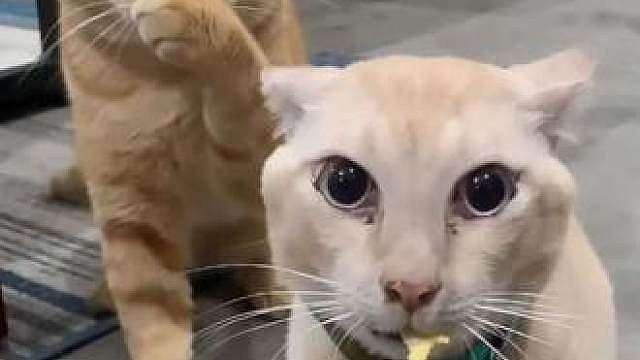 小耄不让丑橘吃榴莲