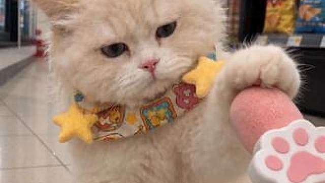 小猫白天自己在家会无聊吗？